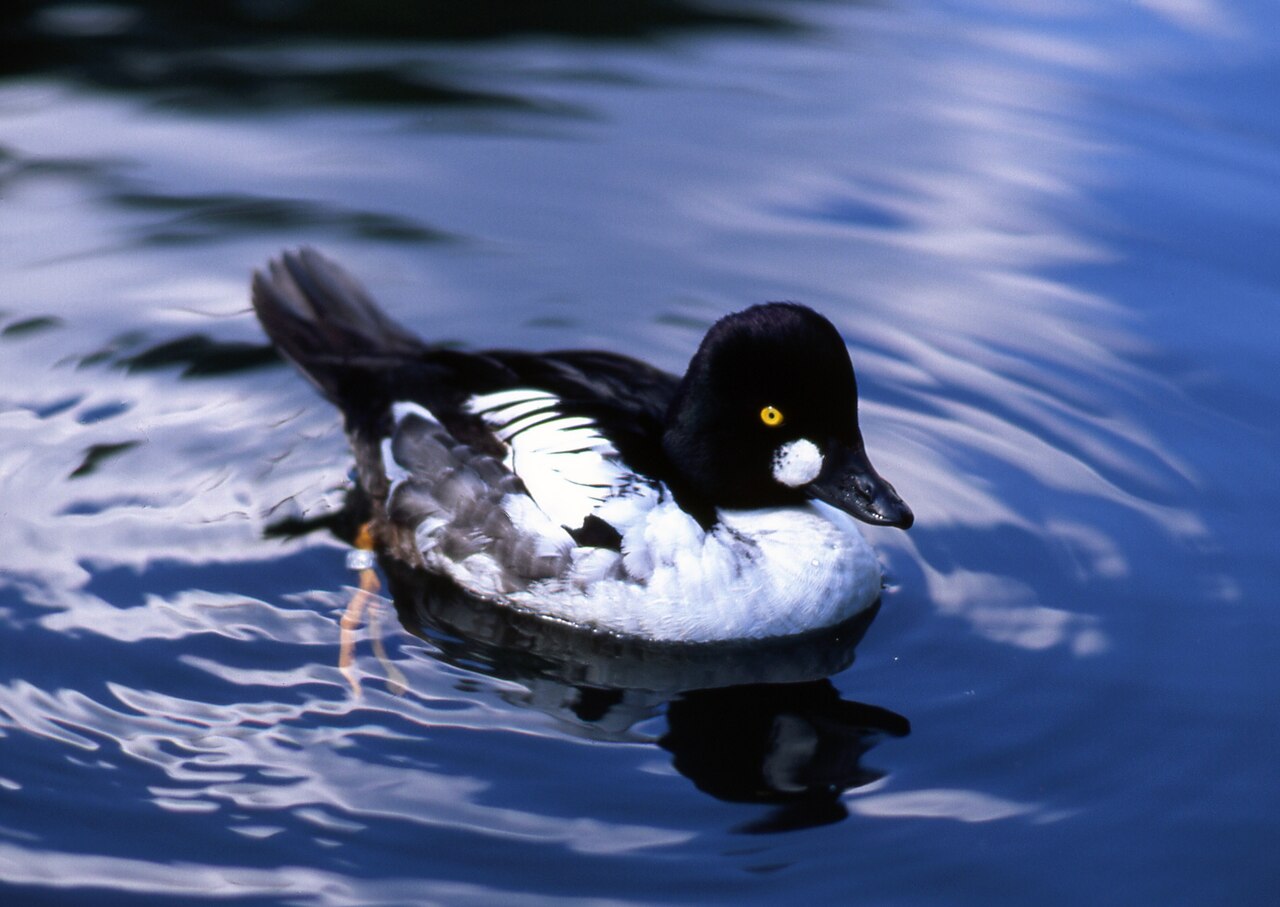 Photo of a Common Goldeneye (drake)