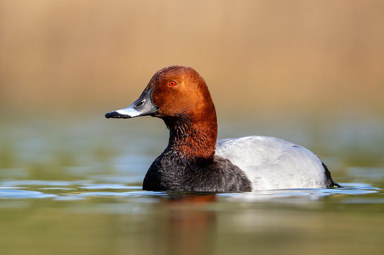 Common Pochard
