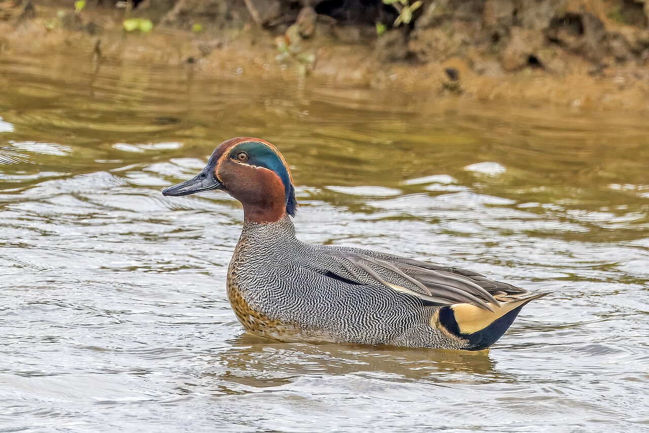 Photo of a Eurasian Teal (drake)