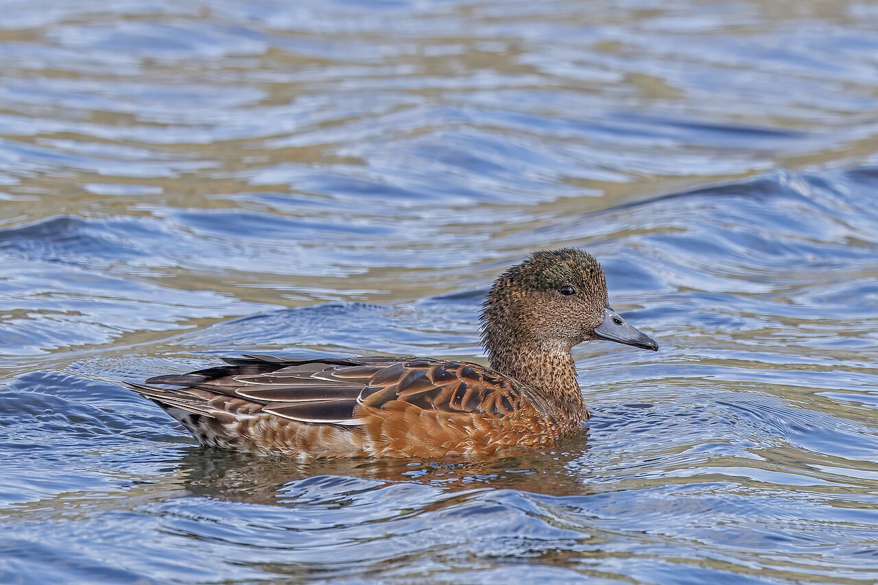 Photo of a Eurasian Wigeon