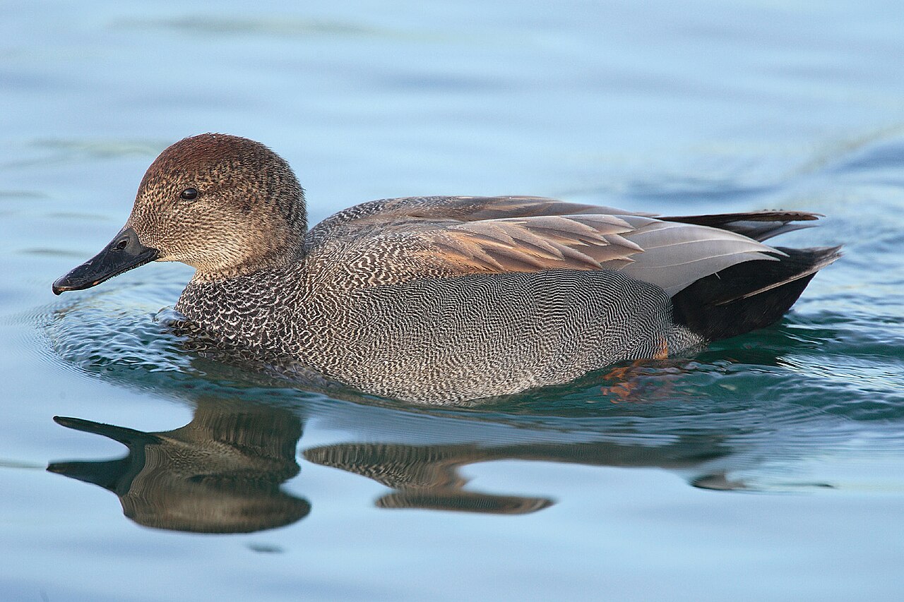 Photo of a Gadwall (drake)
