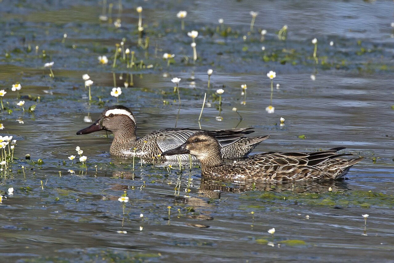 Photo of a Garganey