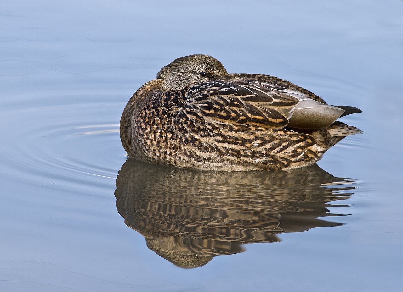 Female Mallard (hen)