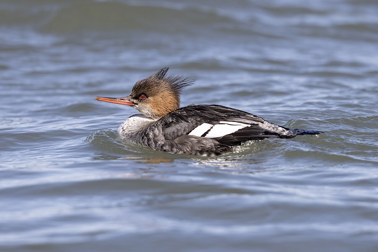 Photo of a Red-breasted Merganser