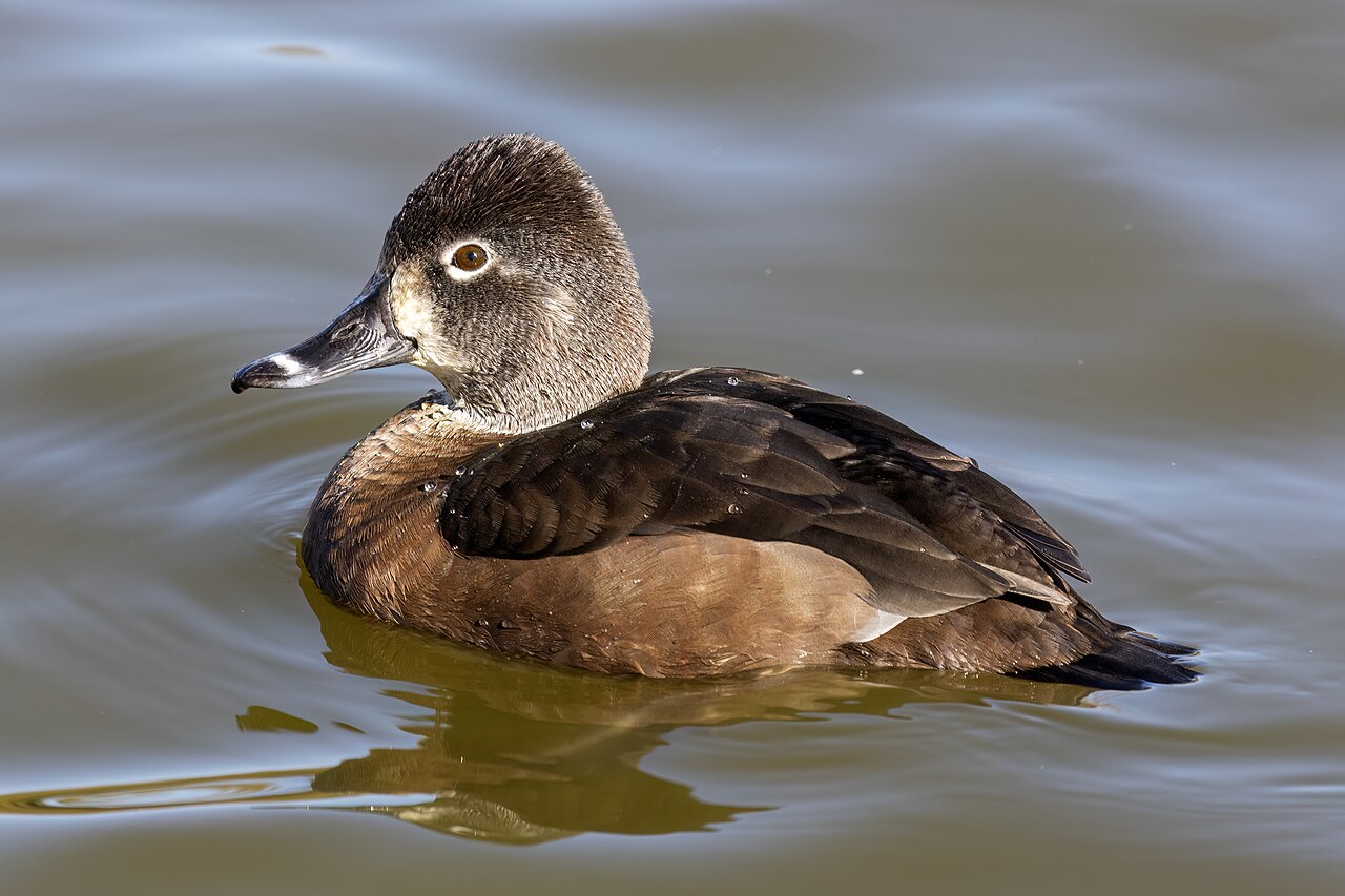 Female Ring-necked Duck (hen)