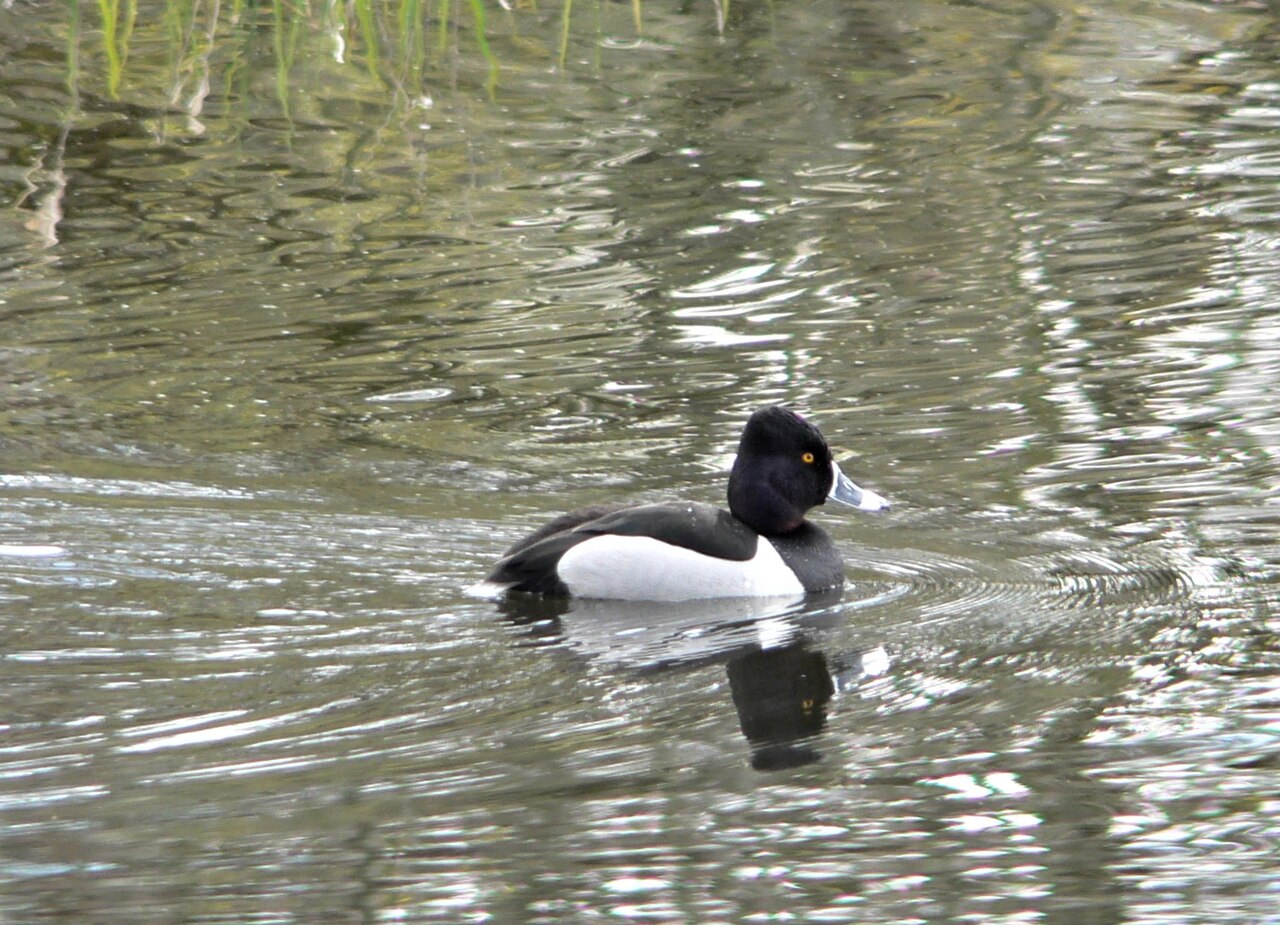 Ring-necked Duck