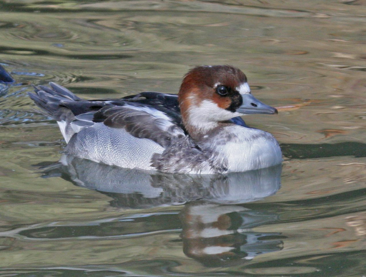 Smew