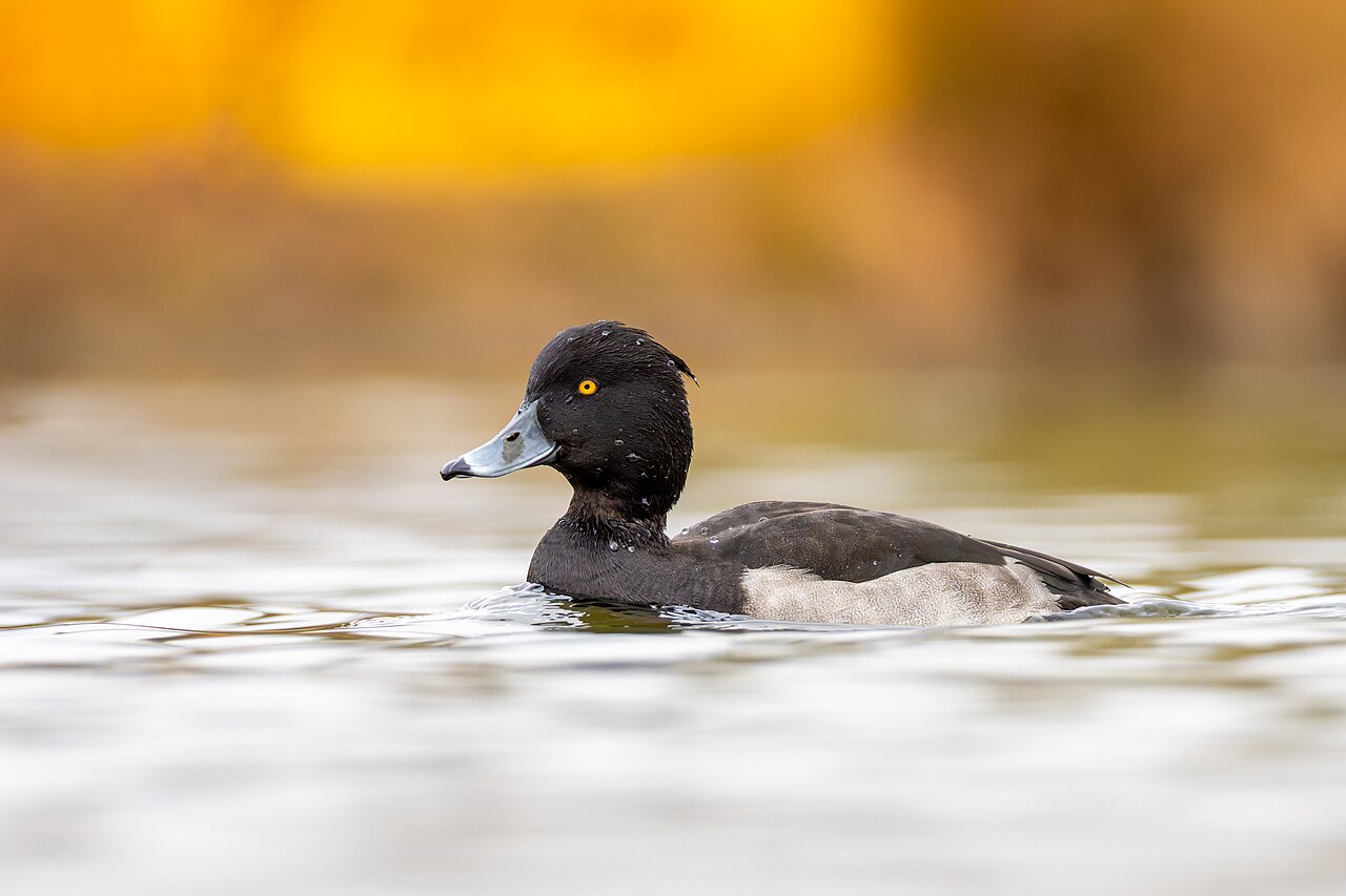 Photo of a Tufted Duck (drake)