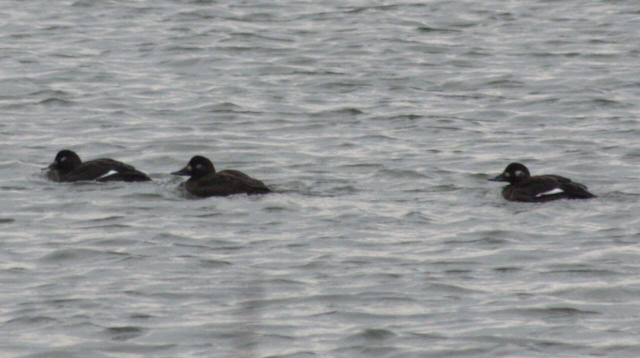 Female Velvet Scoter (hen)