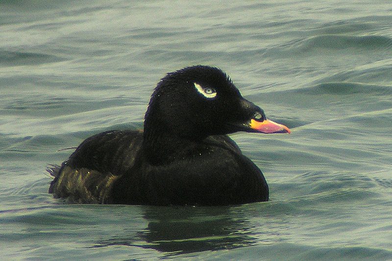 Photo of a Velvet Scoter (drake)